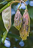 MAGNOLIA WILSONII FRUIT