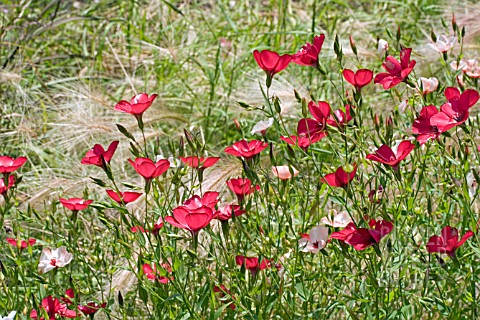 LINUM_GRANDIFLORUM___CHARMER_MIXED__RED_FLAX__AND_STIPA_IN_ASSOCIATION