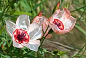 LINUM GRANDIFLORUM   CHARMER MIXED,  RED FLAX