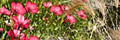 LINUM GRANDIFLORUM   CHARMER MIXED,  RED FLAX IN ASSOCIATION WITH STIPA,  MANIPULATED