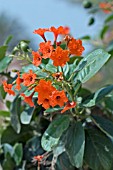 CORDIA,  GERANIUM TREE