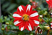 DAHLIA UNION JACK