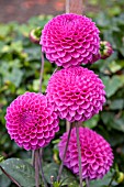 DAHLIA REDGUARD