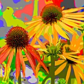 PSYCHADELIC ECHINACEA ARTS PRIDE