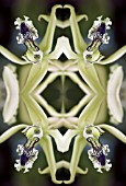 KALEIDOSCOPIC ORCHID