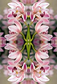 KALEIDOSCOPIC ORCHIDS