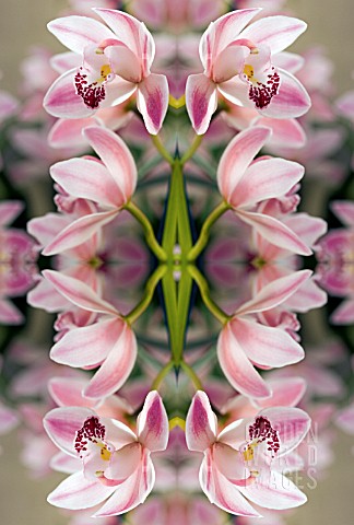 KALEIDOSCOPIC_ORCHIDS