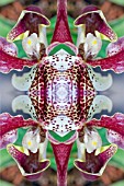 KALEIDOSCOPIC ORCHIDS