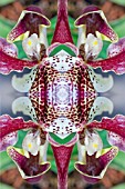 KALEIDOSCOPIC ORCHIDS