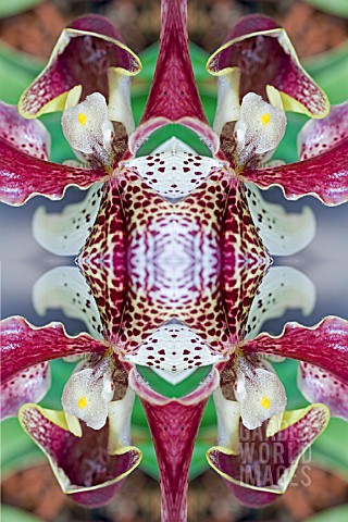 KALEIDOSCOPIC_ORCHIDS