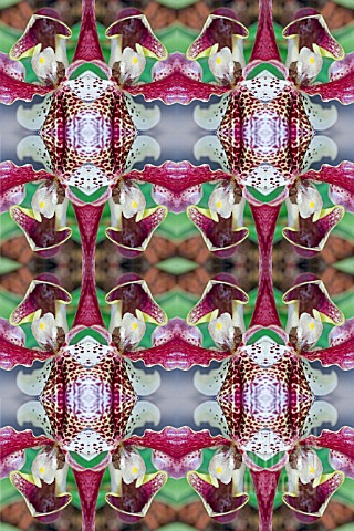 KALEIDOSCOPIC_ORCHIDS_AS_WALLPAPER