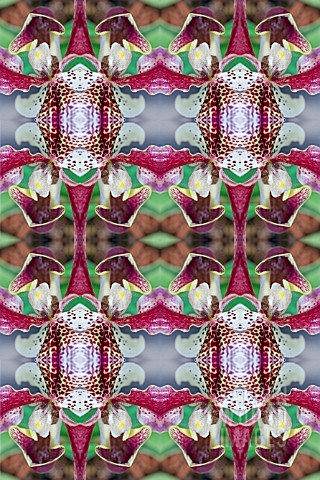 KALEIDOSCOPIC_ORCHIDS_AS_WALLPAPER