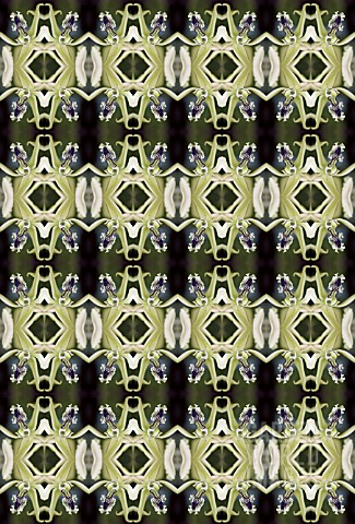 KALEIDOSCOPIC_ORCHIDS_AS_WALLPAPER