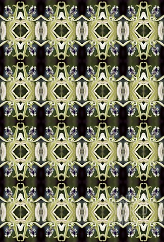 KALEIDOSCOPIC_ORCHIDS_AS_WALLPAPER