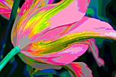 PSYCHADELIC STRIPEY TULIP