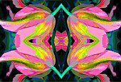 PSYCHADELIC STRIPEY TULIP IN PATTERN