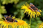 RED ADMIRAL BUTTERFLIES ON INULA HOOKERII