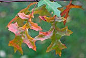 QUERCUS PALUSTRIS,  PIN OAK LEAVES