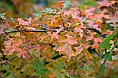 QUERCUS PALUSTRIS,  PIN OAK