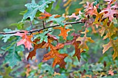 QUERCUS PALUSTRIS,  PIN OAK