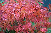 ACER PALMATUM OZAKAZUKI