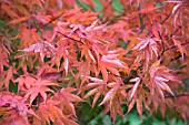 ACER PALMATUM OZAKAZUKI