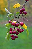 MALUS HUPHEHENSIS,  CHINESE CRAB APPLE