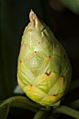 RHODODENDRON SUTCHUENENSE BUD