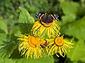 RED ADMIRAL ON INULA HOOKERII
