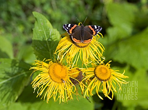 RED_ADMIRAL_ON_INULA_HOOKERII