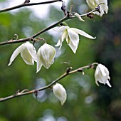 FLOWERS OF YUCCA GLORIOSA