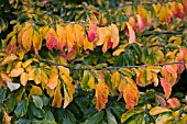 PARROTIA PERSICA