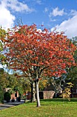 SORBUS JOSEPH ROCK