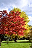 ACER PALMATUM HEPTALOBUM OZAKAZUKI AND LIRIODENDRON TULIPIFERA