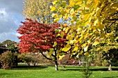 LIRIODENDRON TULIPIFERA AT THE UNIVERSITY OF BIRMINGHAM BOTANICAL GARDEN AT WINTERBOURNE