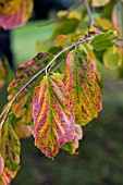 PARROTIA PERSICA