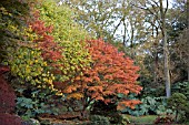 ACER PALMATUM,  AT THE UNIVERSITY OF BIRMINGHAM BOTANICAL GARDEN AT WINTERBOURNE