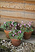 CYCLAMEN IN POTS