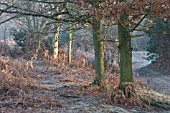 SUTTON PARK IN FROST IN DECEMBER