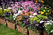 BASKETS OF SUMMER BEDDING