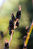 SALIX GRACILISTYLA,  WILLOW