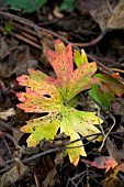 FALLEN GERANIUM LEAF