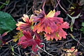 GERANIUM LEAVES CHANGING COLOUR