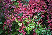 PARTHENOCISSUS,  VIRGINIA CREEPER