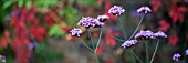 VERBENA BONARIENSIS