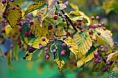 BERRIES AND AUTUMN LEAVES