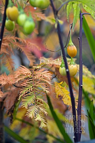 BERRIES_AND_AUTUMN_LEAVES