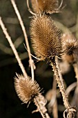 DIPSACUS FULLONUM,  TEASEL