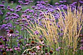 VERBENA BONARIENSIS,  ECHINACEA PURPUREA,  AND STIPA IN ASSOCIATION