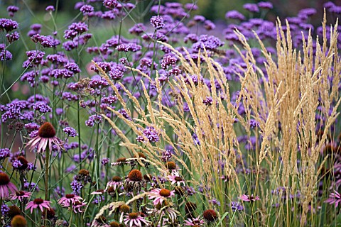 VERBENA_BONARIENSIS__ECHINACEA_PURPUREA__AND_STIPA_IN_ASSOCIATION